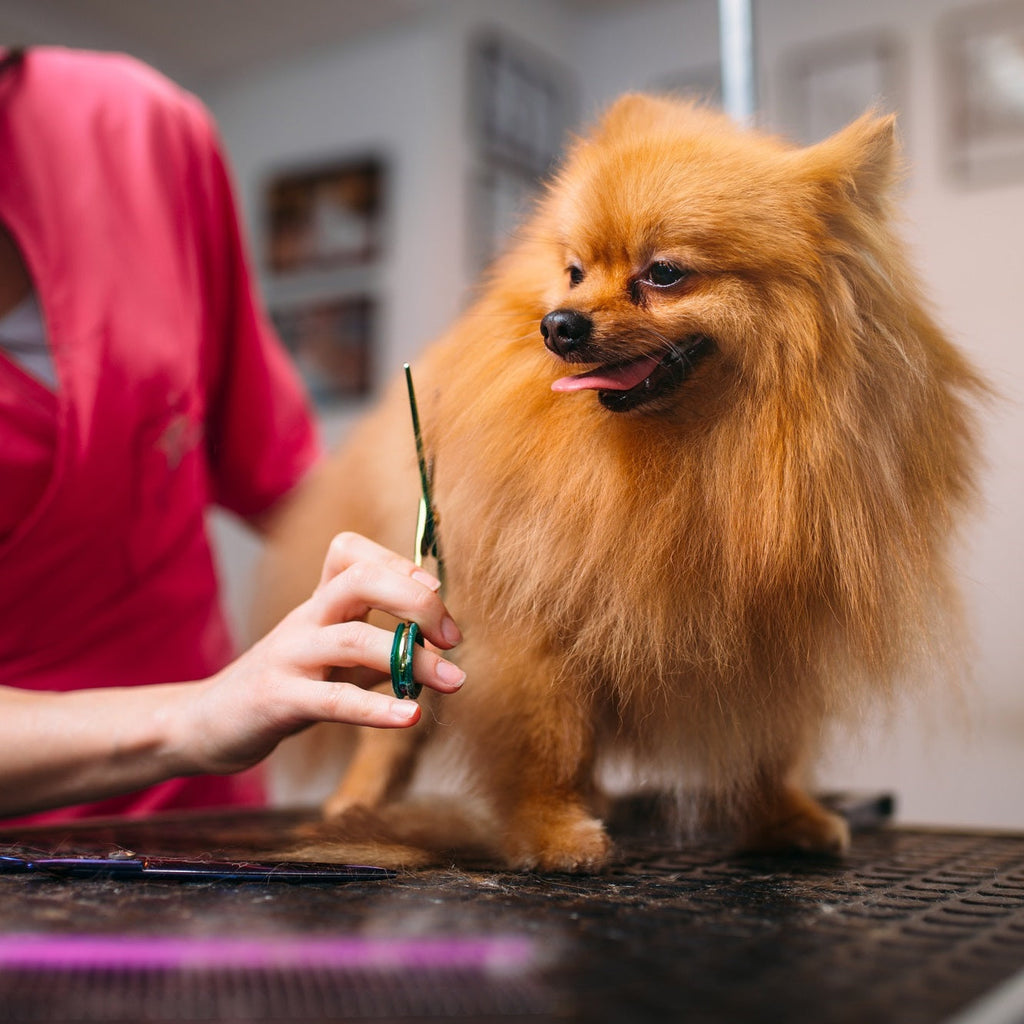 OUTILS DE TOILETTAGE