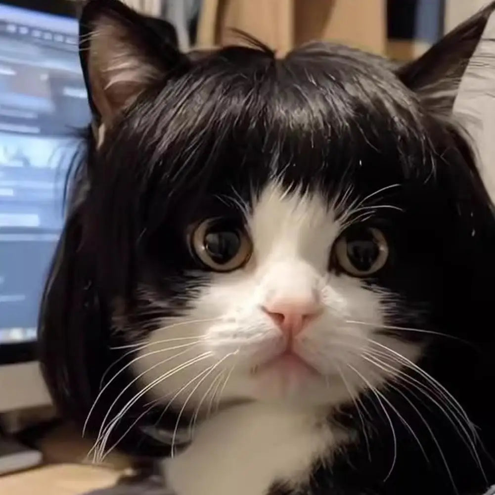 Perruque Cosplay pour Chat – Accessoire de Costume Amusant