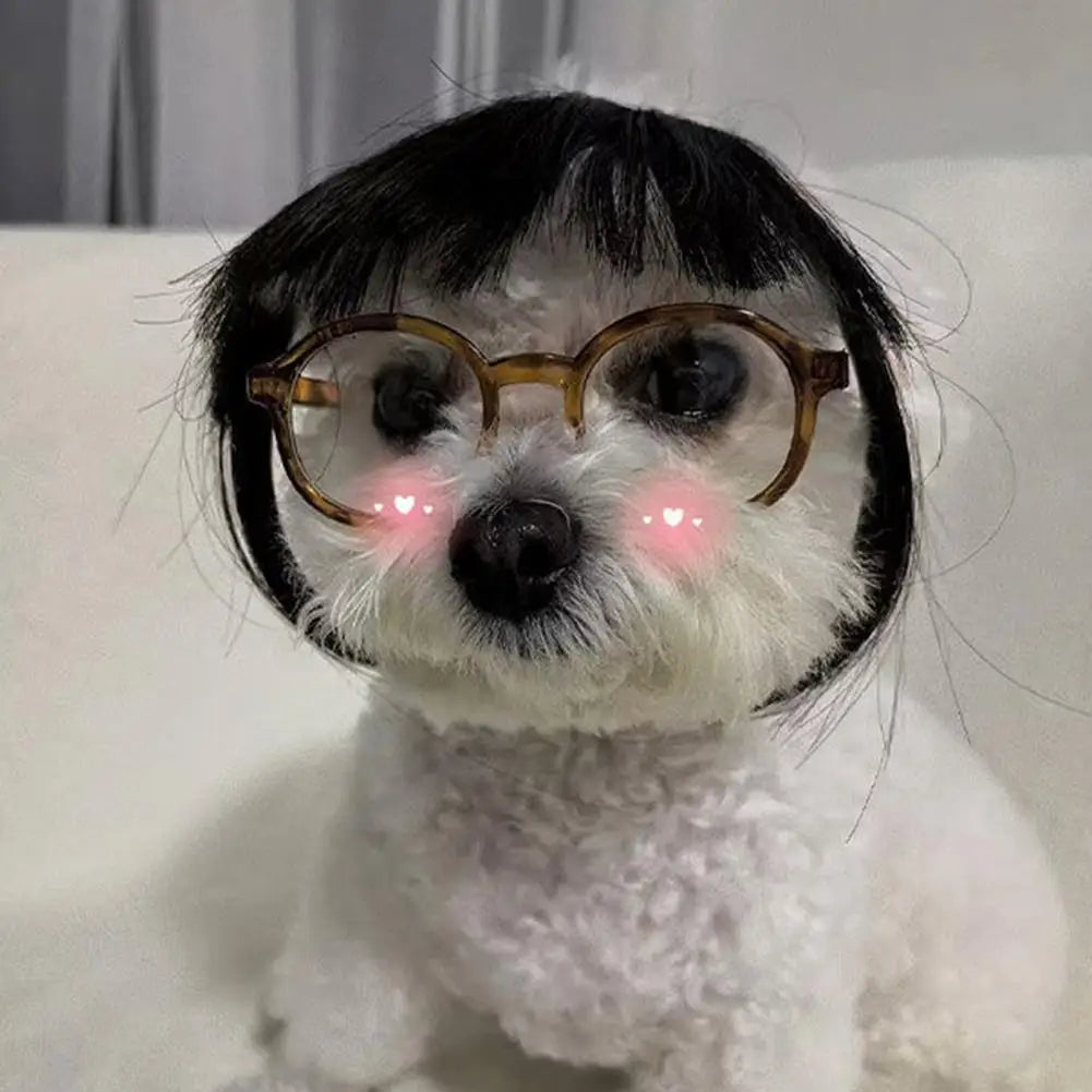 Perruque Cosplay pour Chat – Accessoire de Costume Amusant