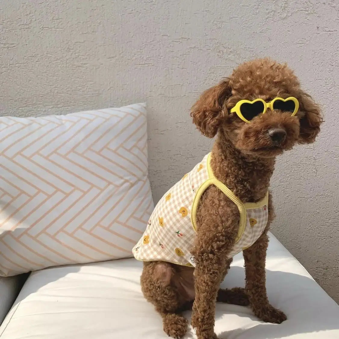 Lunettes de soleil pour animaux